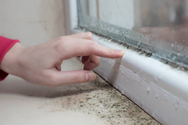 Reliable Middlesex, NJ Mold Removal Solutions